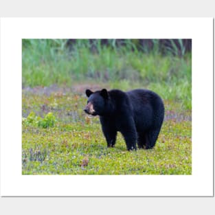 Black Bear Roaming Posters and Art